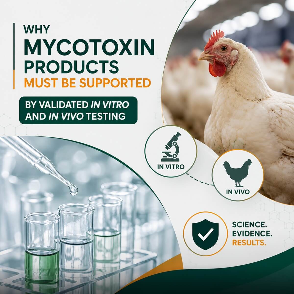 in vitro and in vivo testing